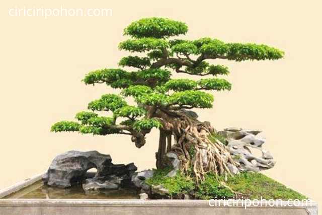 Ciri Ciri Pohon Bonsai Beringin