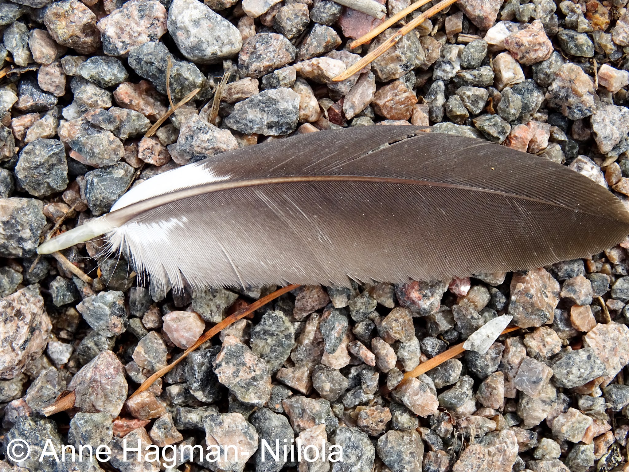 ANNEN LUONTOPÄIVÄKIRJA nature diary SULKA