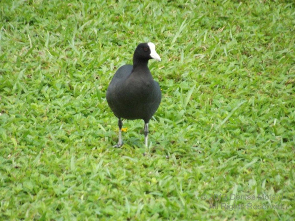 HAWAIIAN COOT