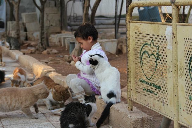 The cats of Aleppo Mohammad Alaa Aljaleel and the cats of Aleppo