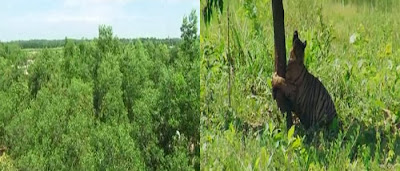 Images of Bangabandhu Safari Park Images of Bangabandhu Safari Park