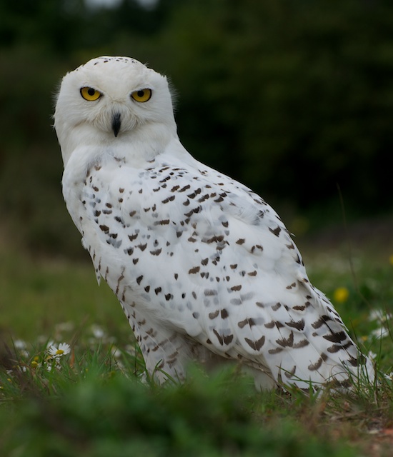 British Wildlife Centre ~ Keeper's Blog: British Owls