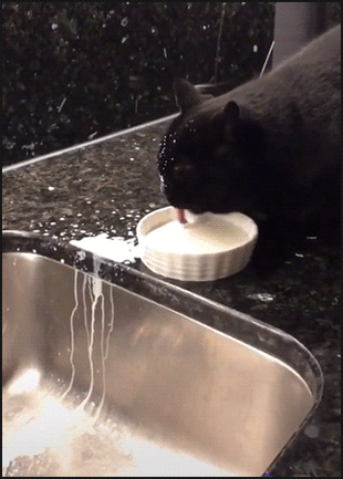 Funny Cat GIF • Clumsy black cat drinking in a messy way, haha, it's a white shower! Funny Cat GIF • Clumsy black cat drinking in a messy way, haha, it's a white shower!