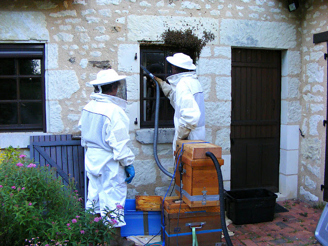 Vacuuming up the last of a feral colony of honey bees during a rescue operation, Indre et Loire, France. Photo by Loire Valley Time Travel. Vacuuming up the last of a feral colony of honey bees during a rescue operation, Indre et Loire, France. Photo by Loire Valley Time Travel.