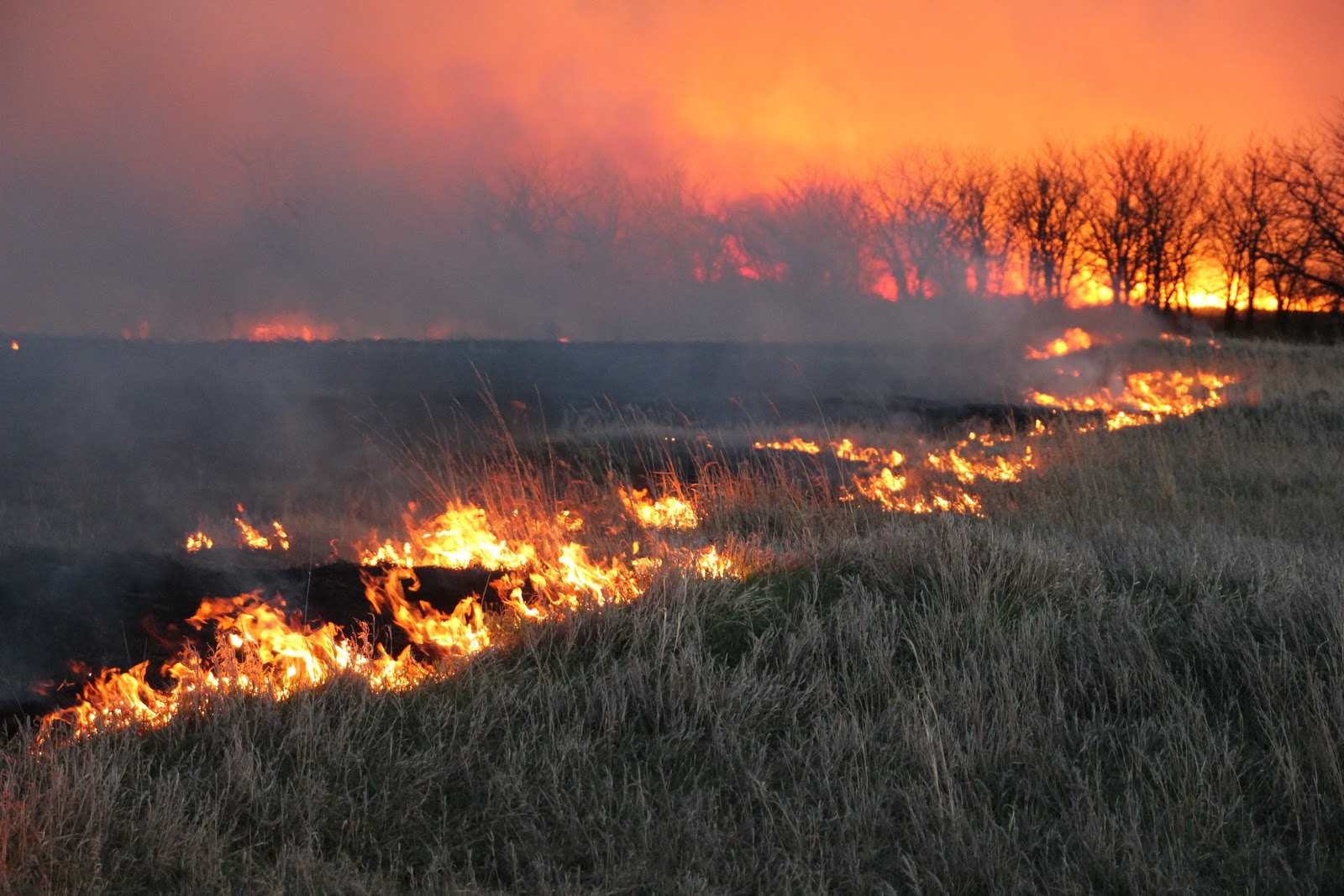 Kids, Cows and Grass: Pastures up in flames