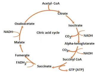 Krebs cycle Class 10 Krebs cycle