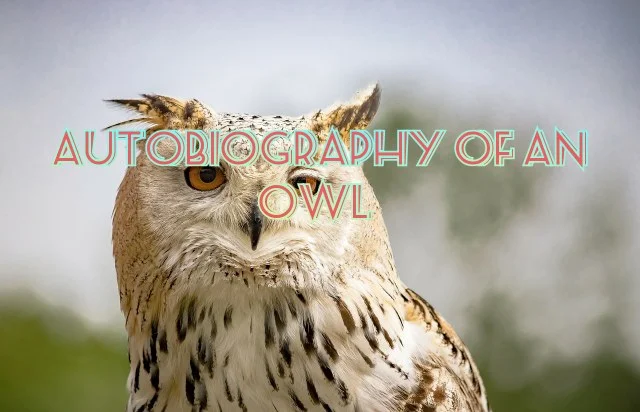 Autobiography of an owl