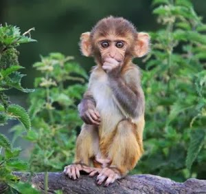 Monyet Rhesus Menghisap Jempol Setelah Tersengat Daun Jelatang
