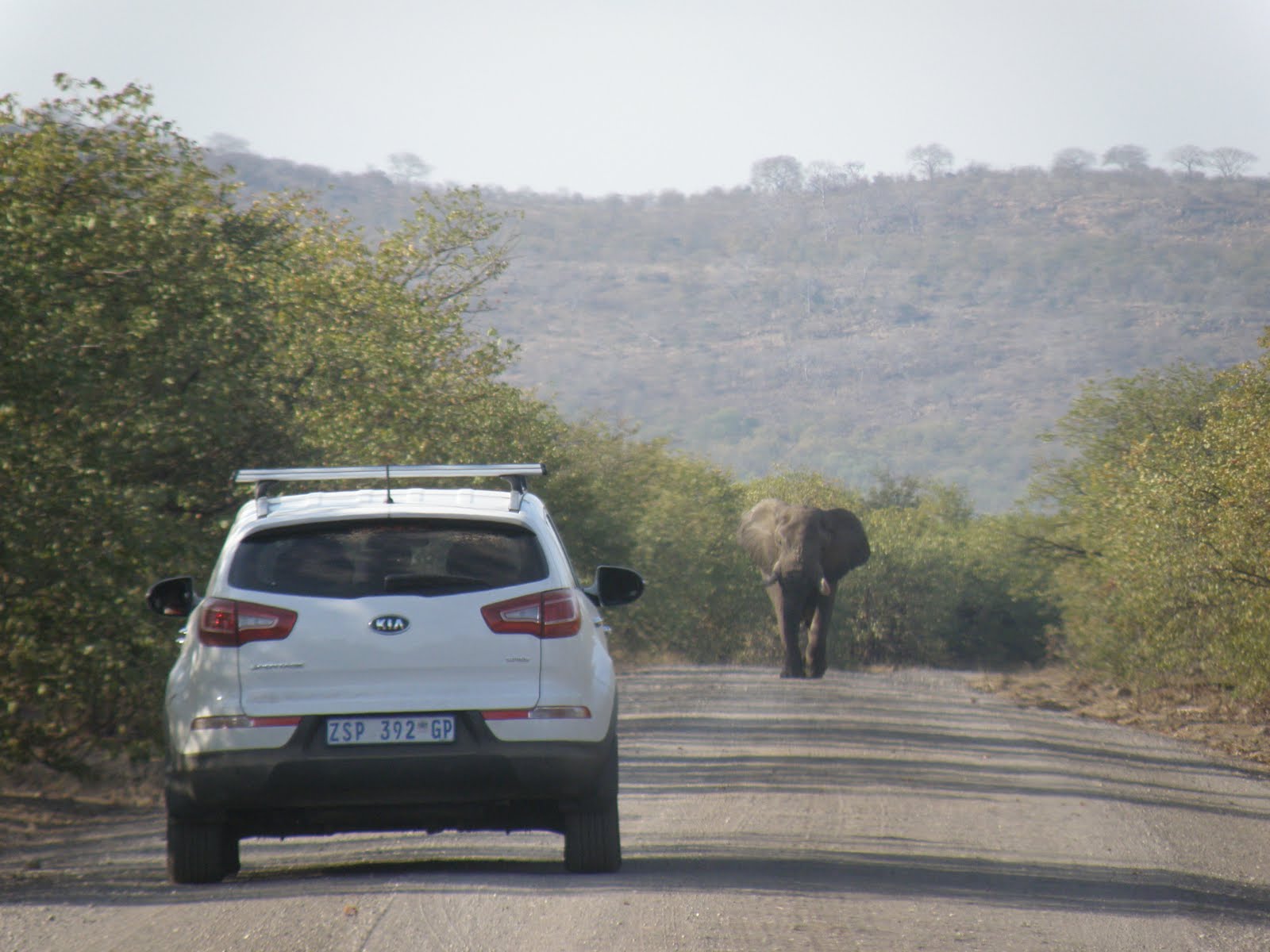 Kristi and Charles: South Africa: Kruger National Park