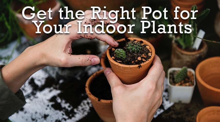 How to Choose the Right Pot for Your Indoor Plant