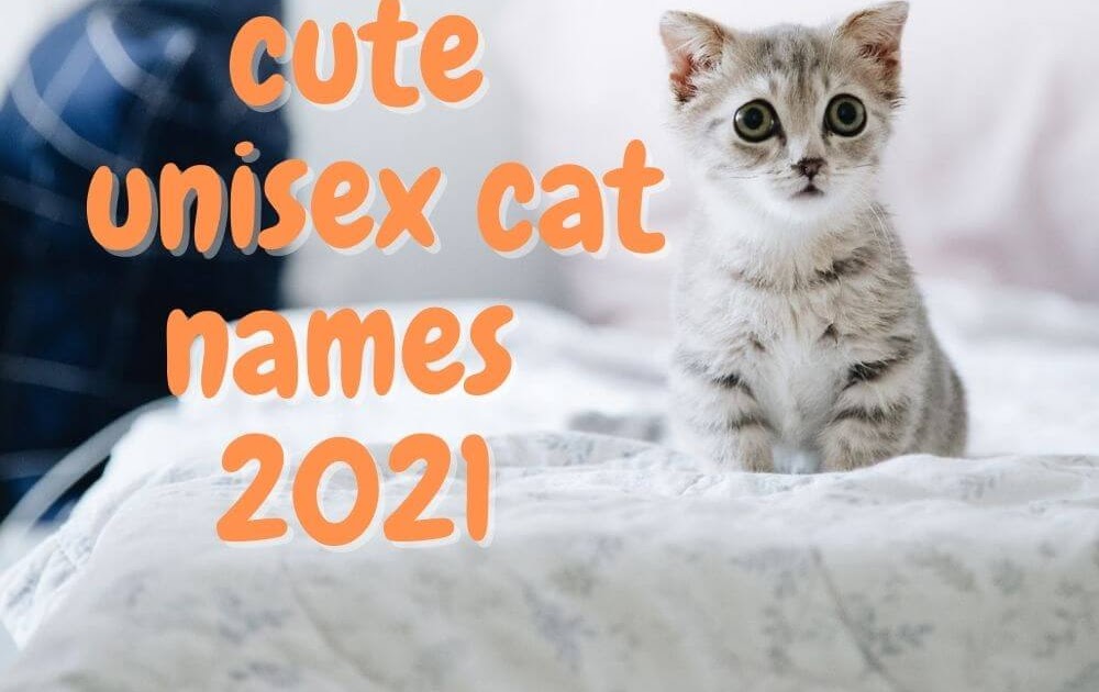 Top 130 Cute Unisex Cat Names 2021 Cat Names Ideas Cat Names Ideas