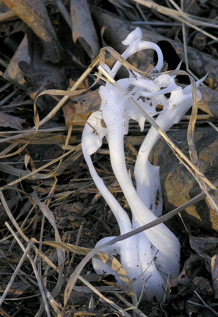 Frost Flowers Nature’s Exquisite Ice Extrusion Kuriositas