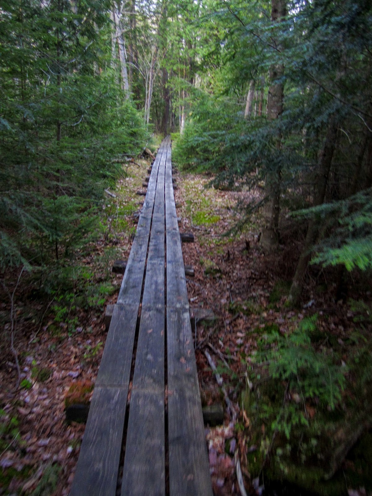 Eric's Hikes North Country Trail between Tahquamenon River and Trout