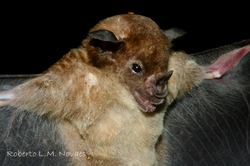 morcego da espécie Phyllostomus discolor