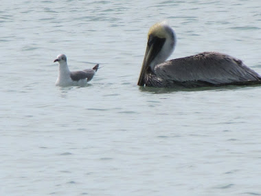 Pelican and Seagull in the Gulf off Captiva Island