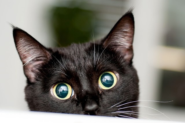 En Güzel 44 Siyah Kedi İsmi Listesi  