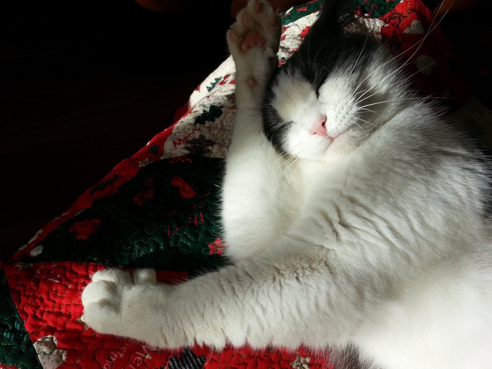 Mata Kucing Menjadi Merah Apakah Hewan Peliharaan Sakit