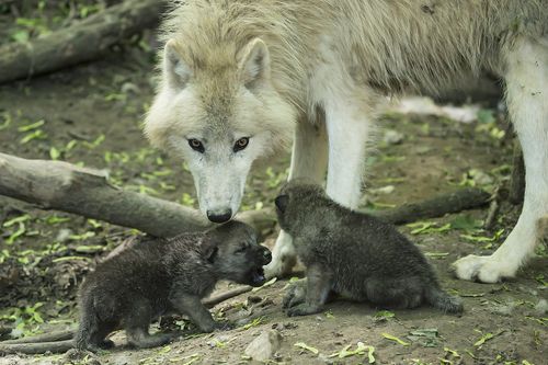 White Wolf : Arctic Wolf Pups Can Howl With The Best of Them (Photos ...