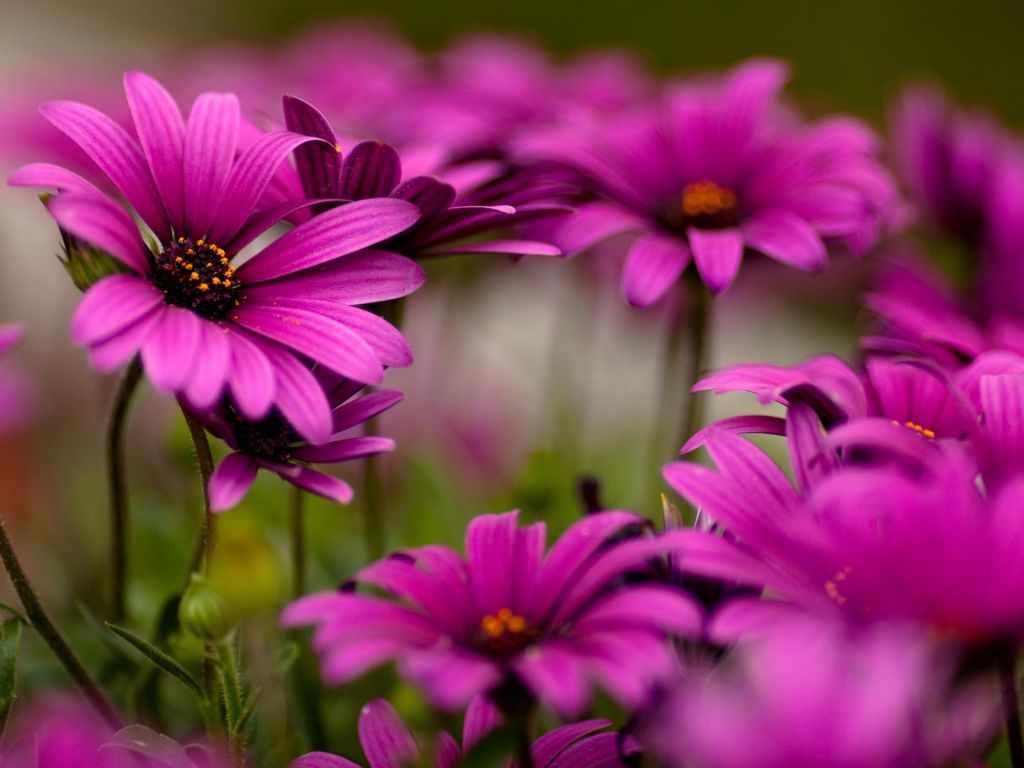 fondos de pantalla de flores,wallpapers flowers