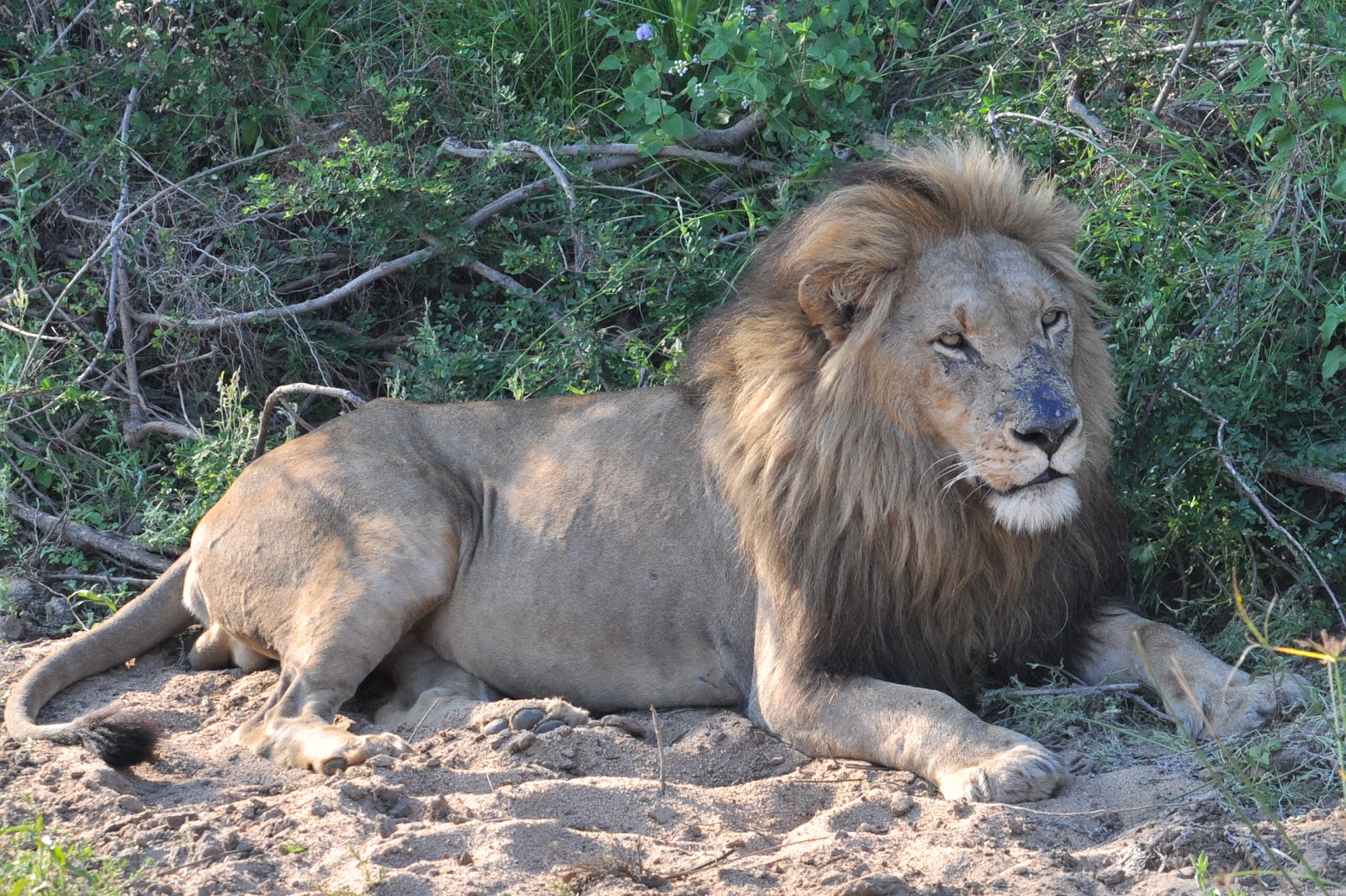 Picture This Safari Saved the best for Last Lions mating