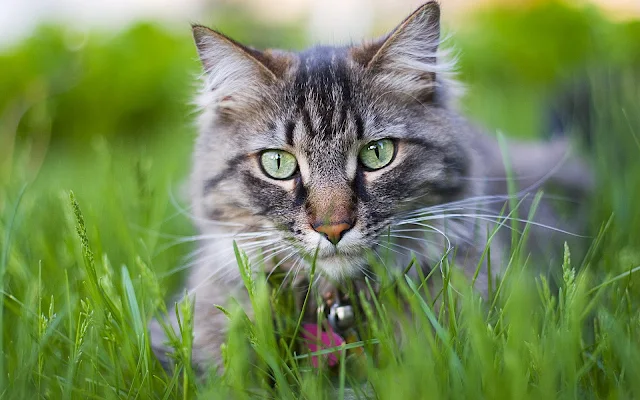 Grijze kat in het hoge gras