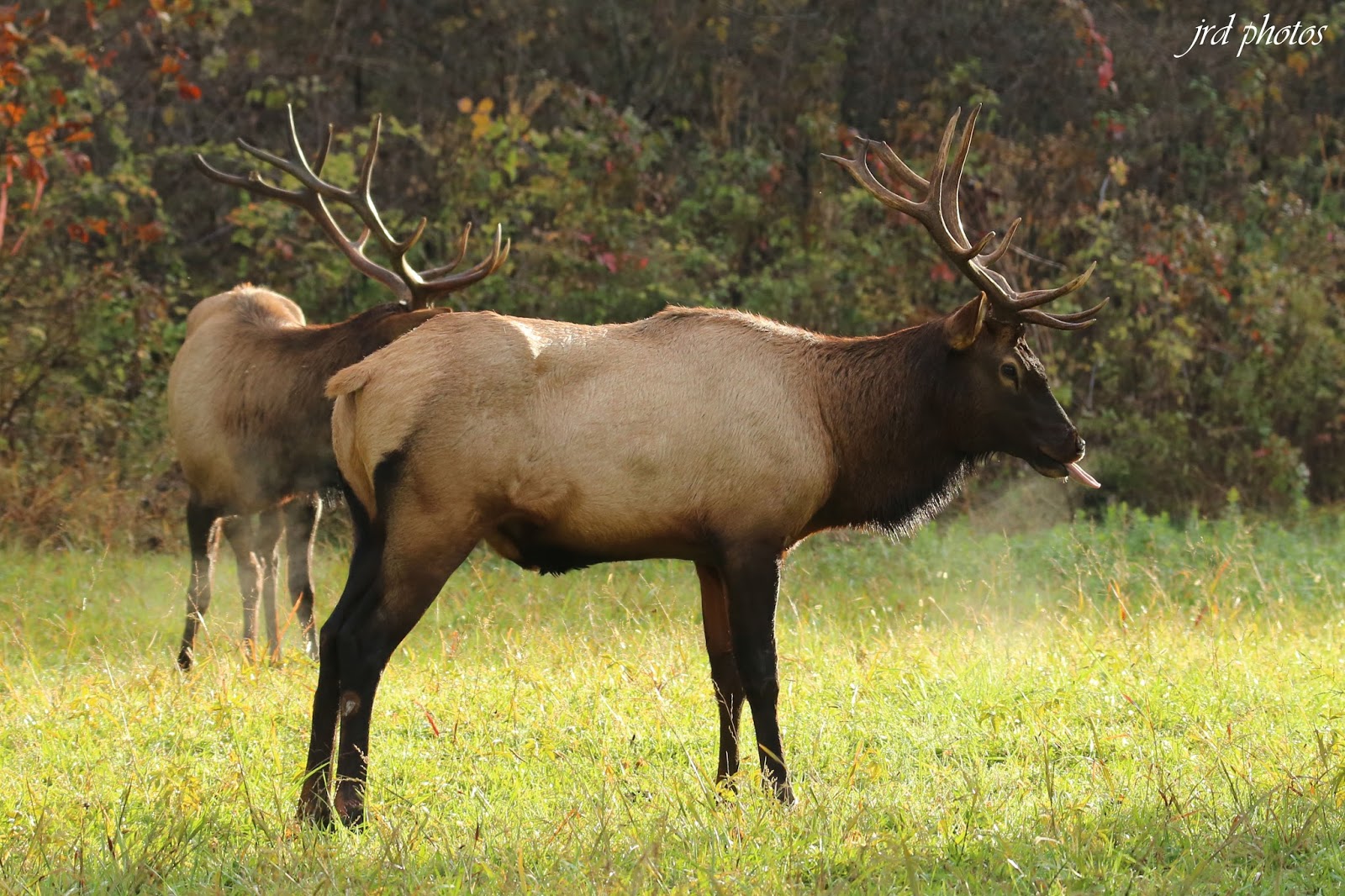Just A Pic "Elk in Cherokee, N.C."