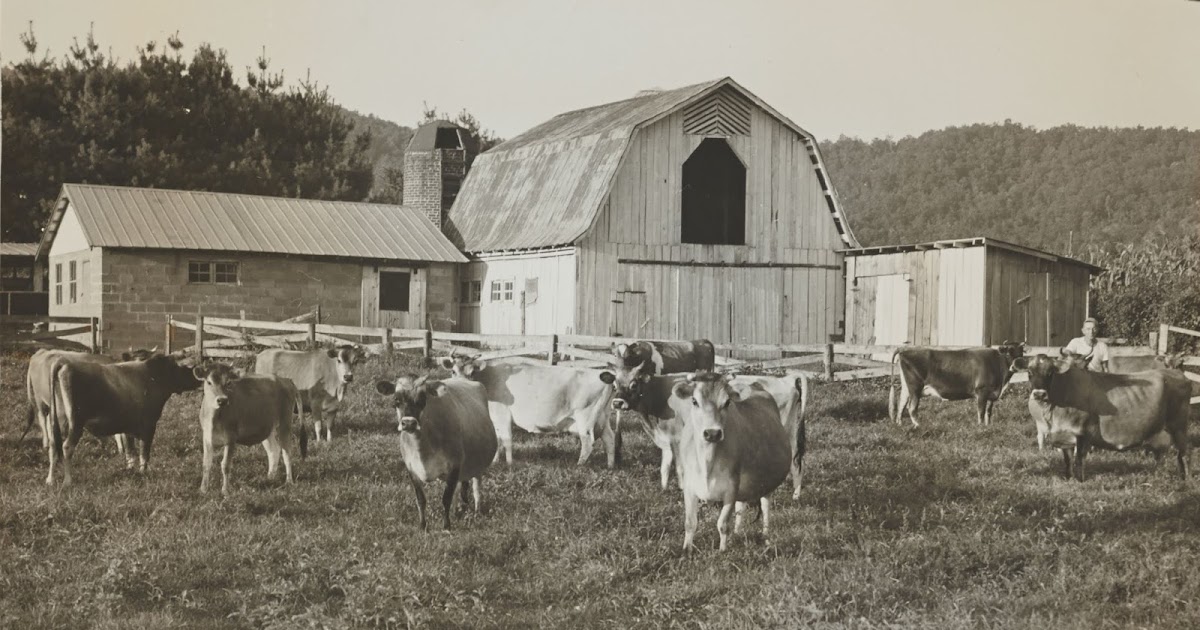 The Rowell Bosse North Carolina Room Dairy Farming Was Important in