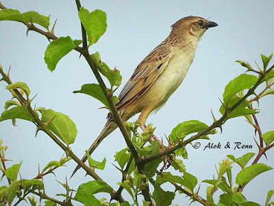 Bristled Grassbird