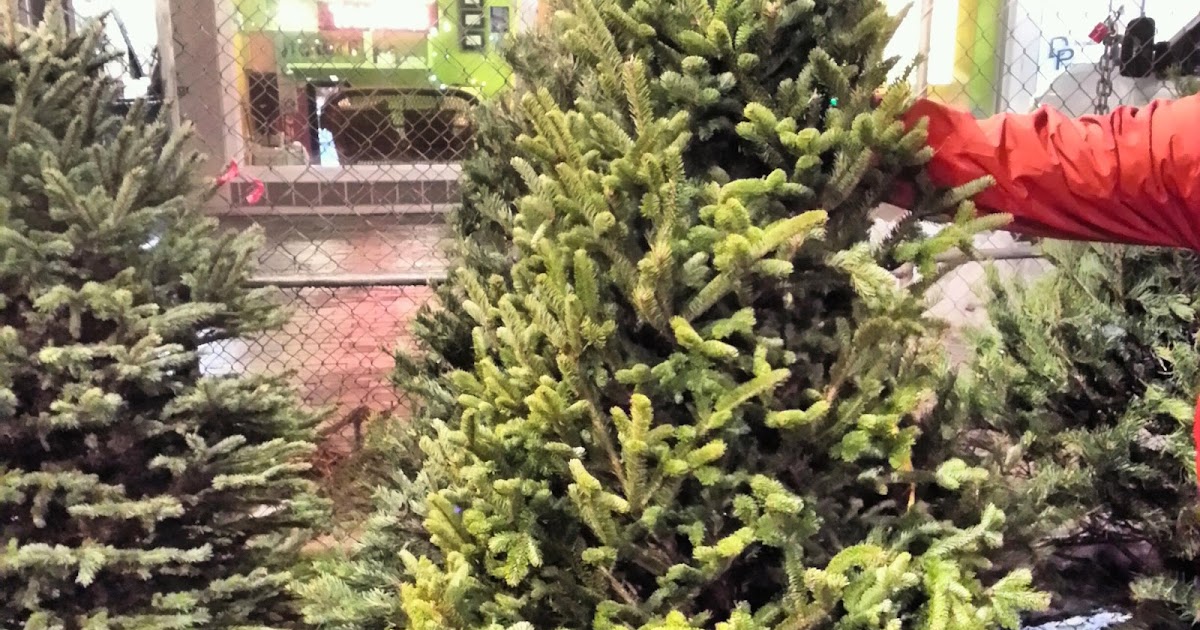 Robert Dyer Bethesda Row Where to buy Christmas trees in Bethesda