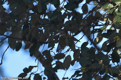 Mosquiter comú (Phylloscopus collybita)