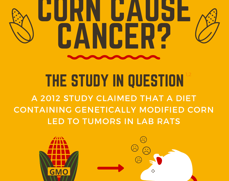 Chemistry Mythbusting Does GMO Corn Cause Cancer?
