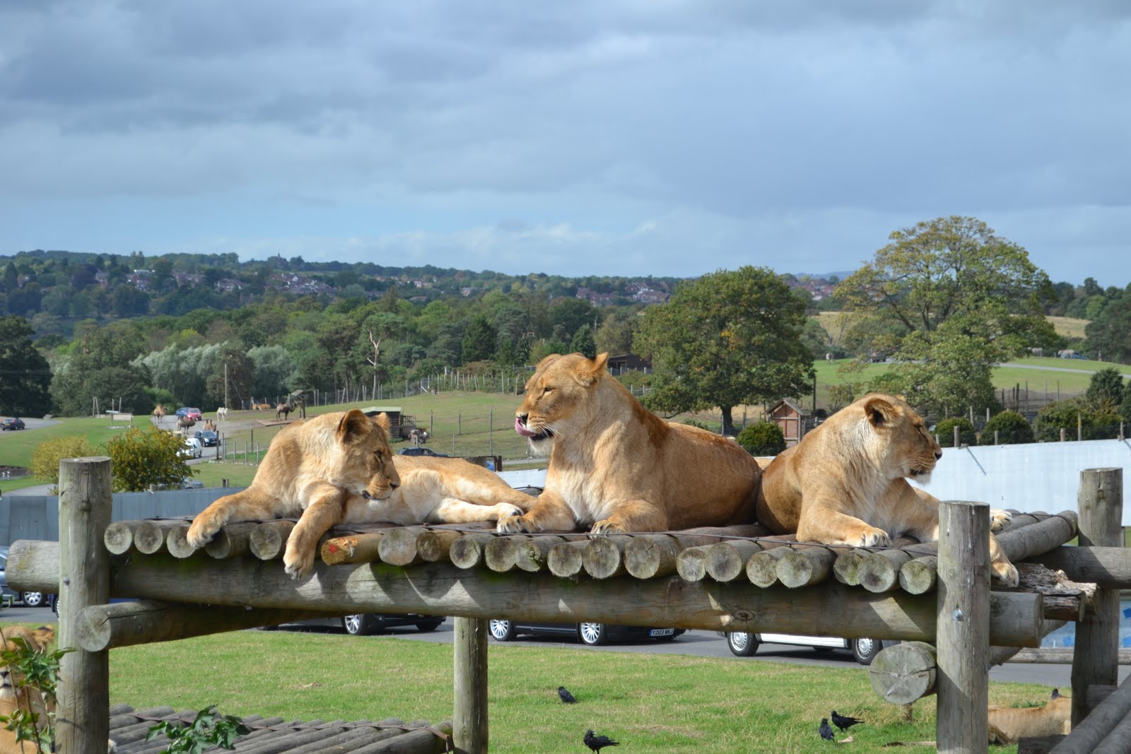 Adventures to Share Weekend at West Midlands Safari