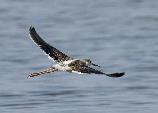 Arunachala Birds Black Winged Stilt Pavilla Kallan Tamil