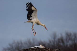 Naturfotografie Wildlifefotografie Lippeaue Weißstorch Storch