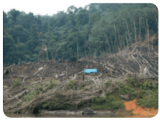 Penebangan pohon-pohon di hutan www.simplenews.me