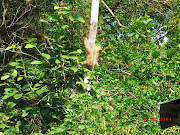 and I looked up and saw this sloth in the tree. How cool! sloth at papa de paramo