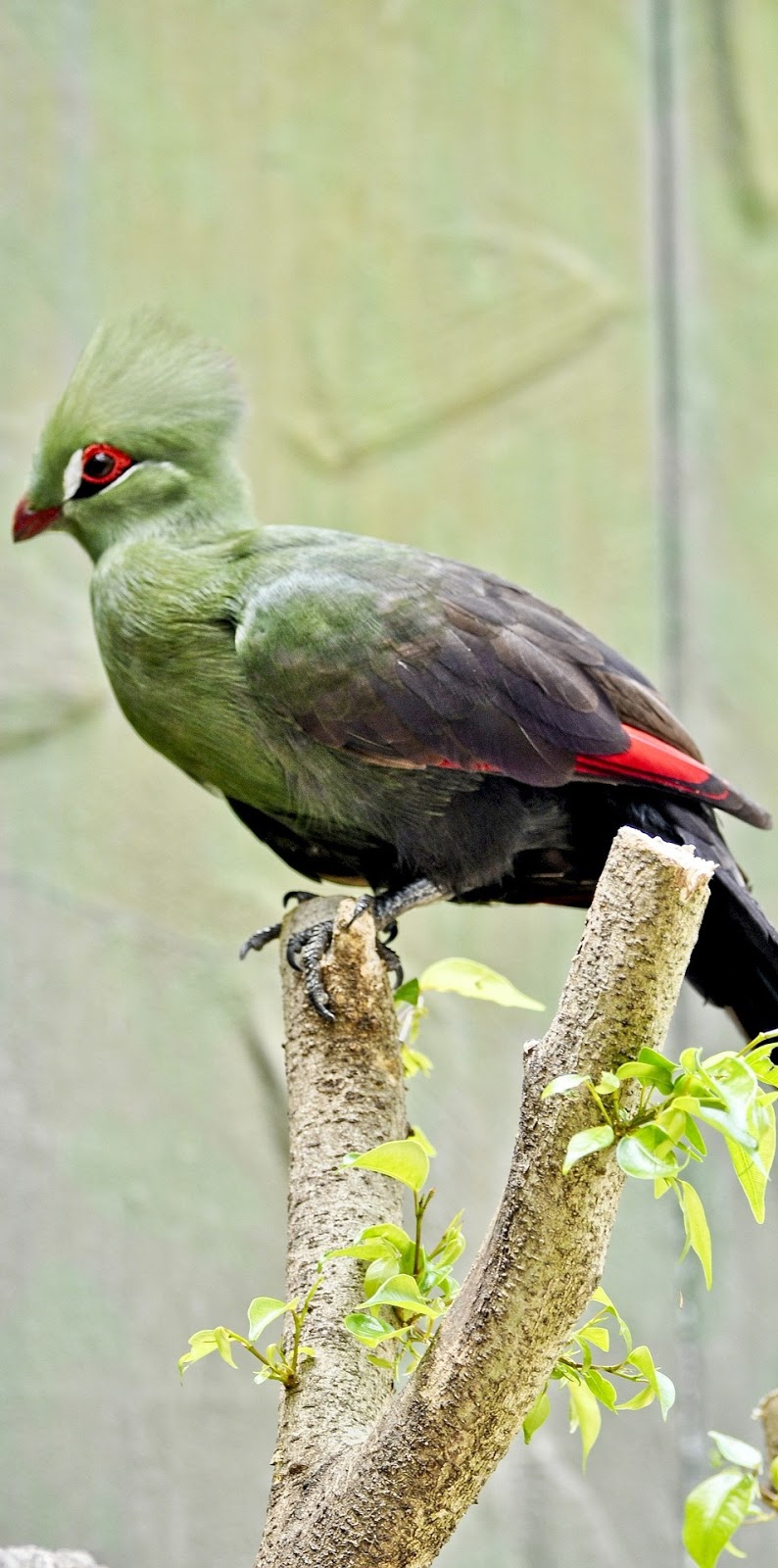 Picture of a guinea turaco.