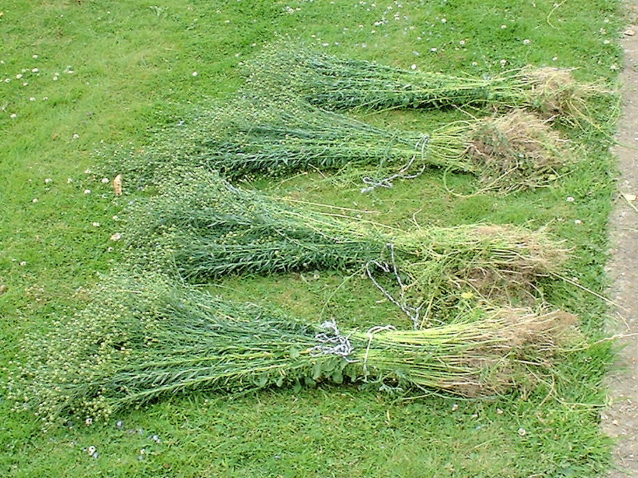 Raw Edible Plants Flax (Linum usitatissimum)