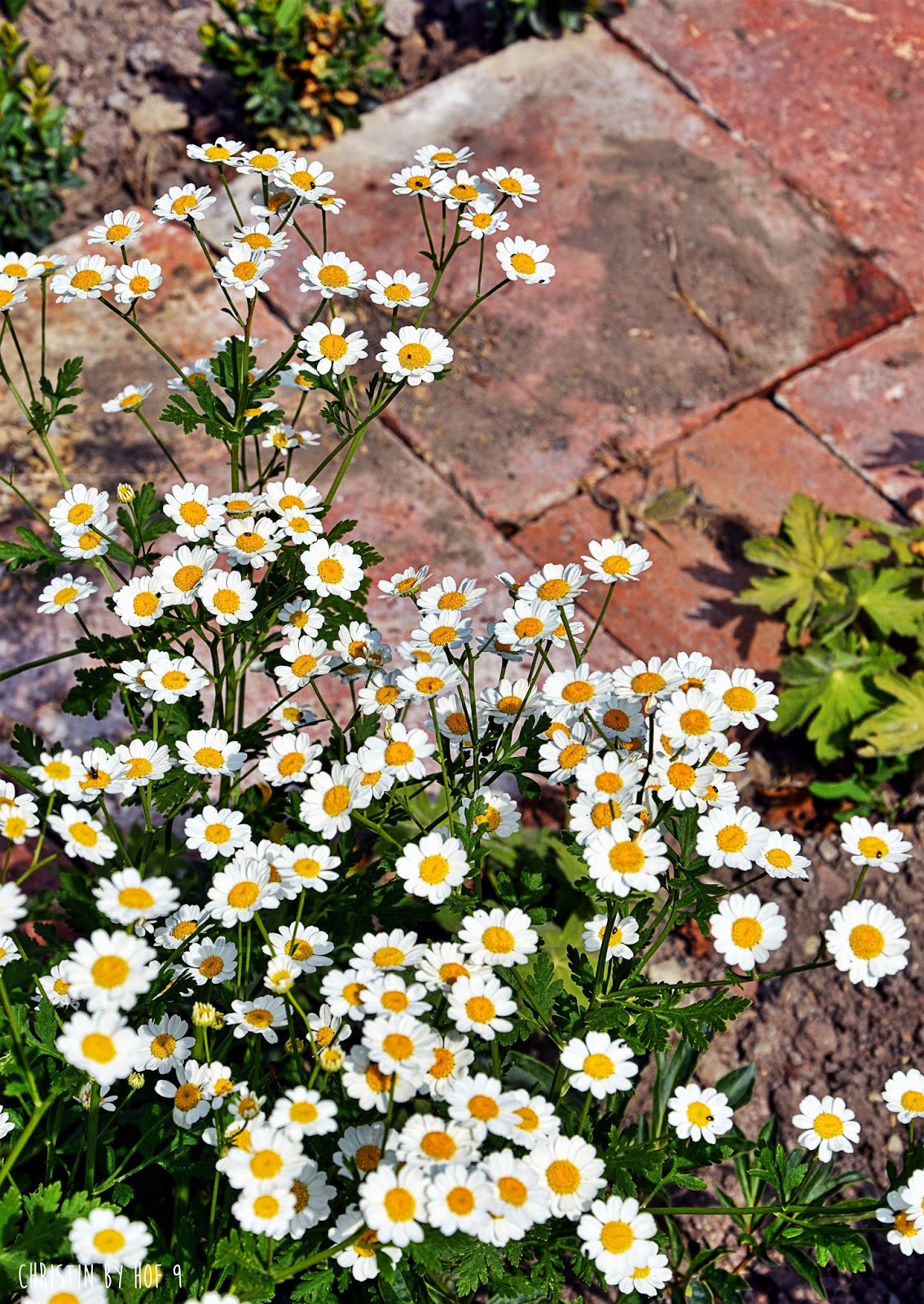 Hof 9 Heuernte Auf Hof 9 Und Der Kranz Im Juni