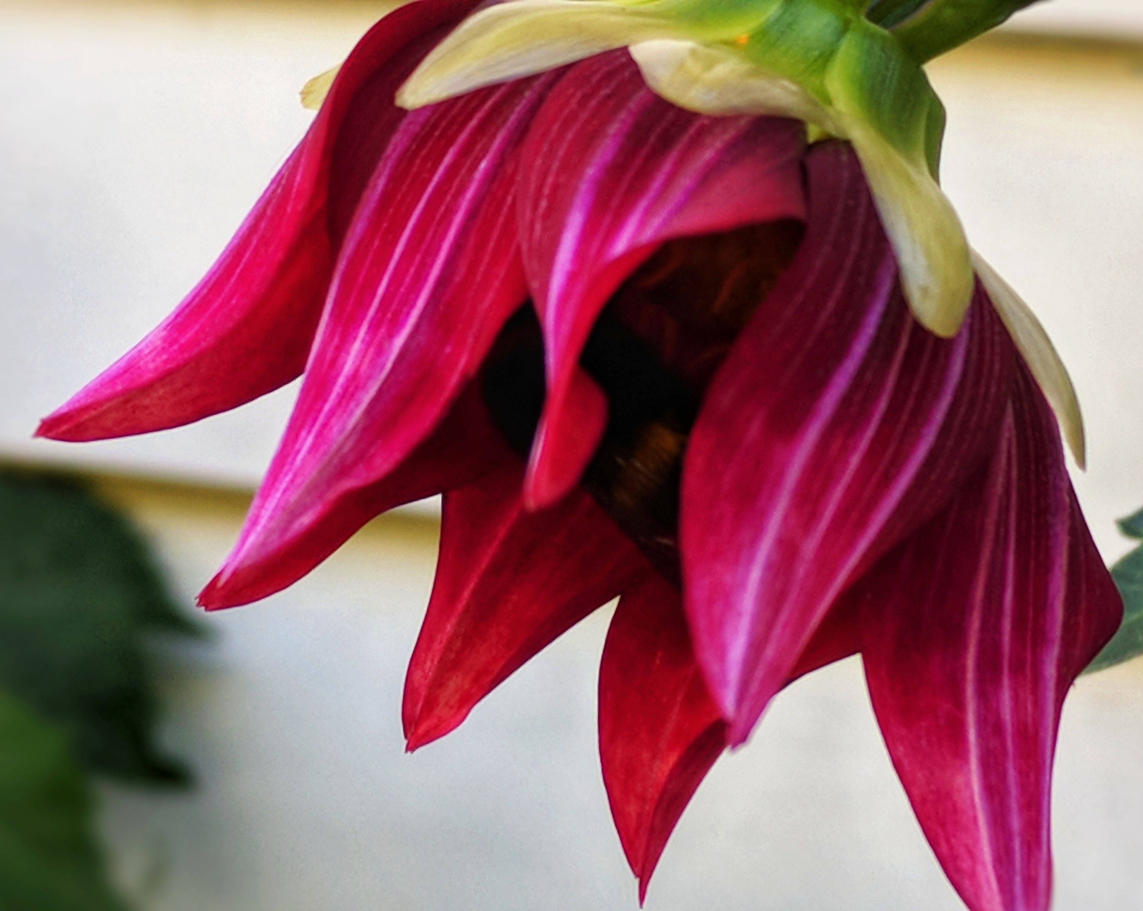 Flower head in bloom