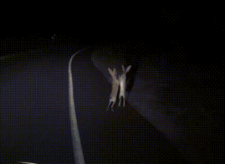 11.gif