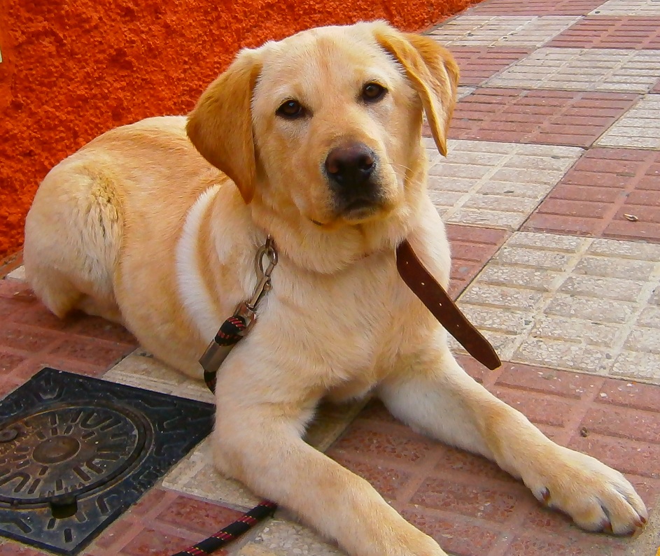 mispequeñosgigantesde4patas-2: TANQUE, CACHORRO LABRADOR DORADO BUSCA ...