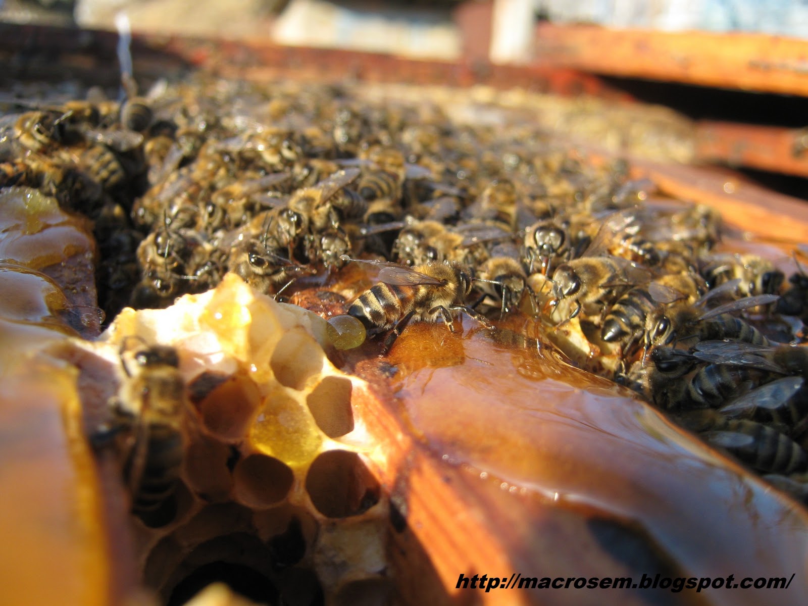 Как можно стать пчелой. Подкорм пчел. Подкормка пчел. Пчелы осенью. Корма и подкормка пчел.