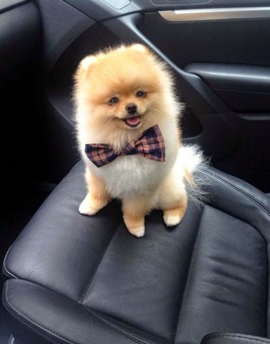 Pet's We Love Top 10 Best Lap Dog Breeds