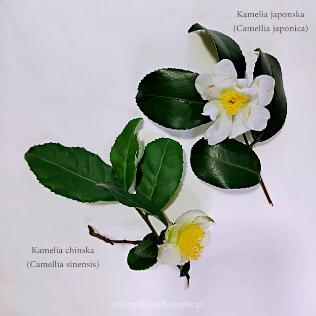 Jak kwitnie herbata w Azji Krzew herbaciany herbata chińska kamelia Camellia sinensis Thea kwiaty jak kwitnie rośnie uprawiać hodować herbatę w Chinach właściwości zastosowanie