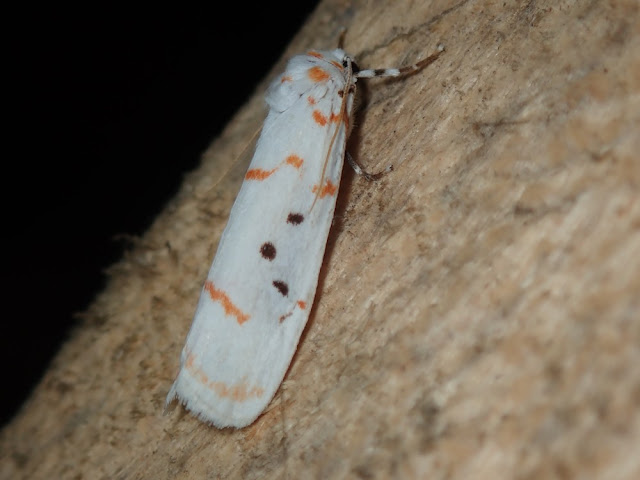 Cyana sp Cyana sp
