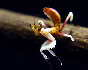 orchid mantis classification scientific animal