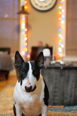 A black and white Bull Terrier is sitting and looking directly at the camera. In the background there are coloured lights on the walls but they are out of focus.