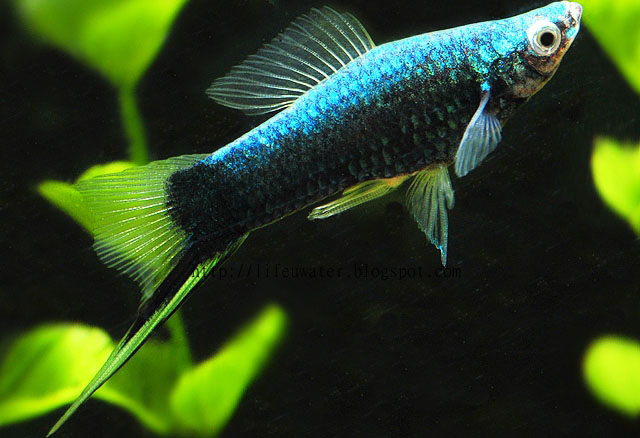 Life under the blue water : Black Sword Tails | Black Swordtails