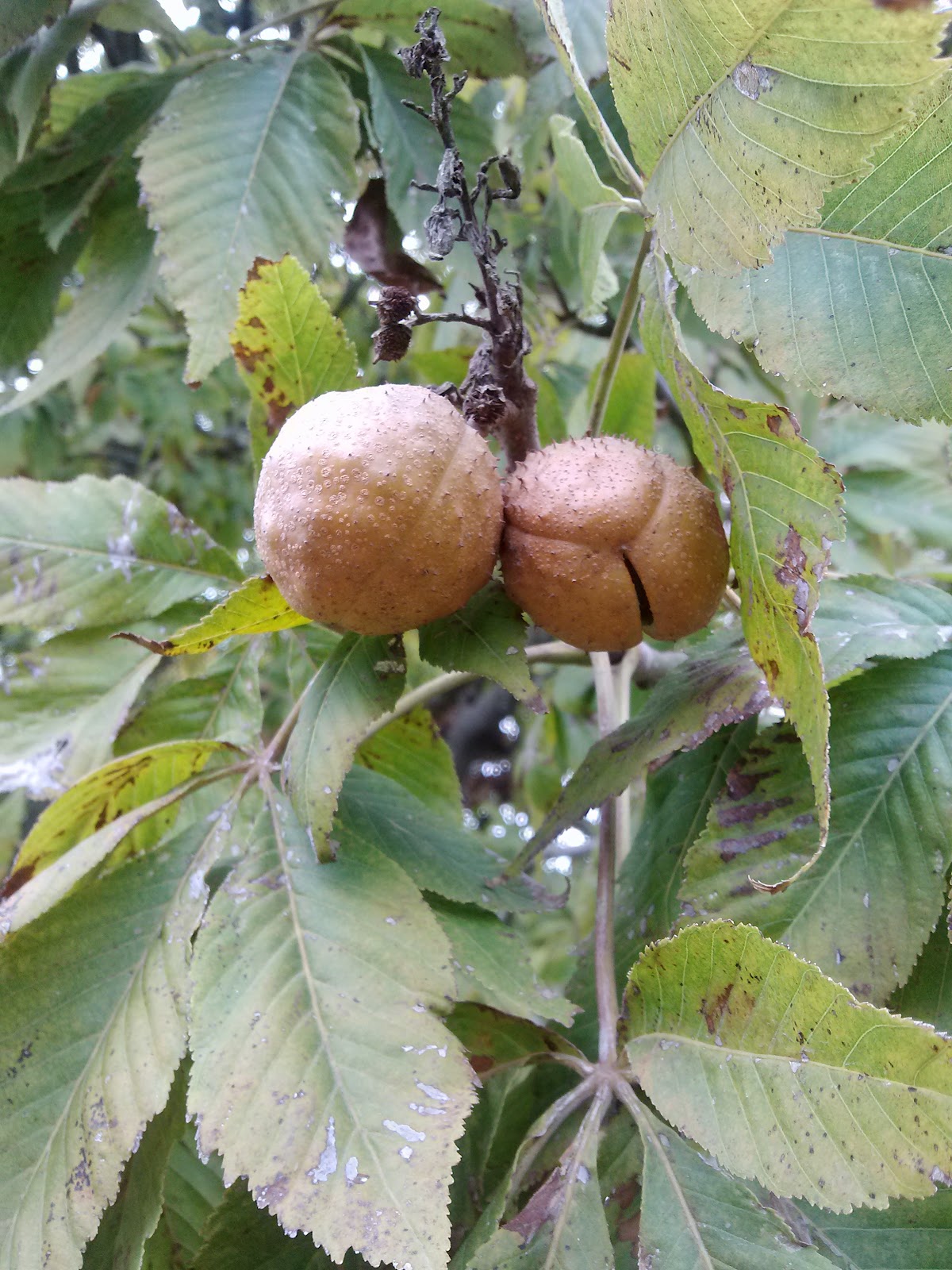 pods chestnuts seed fire roasting open looking ripe